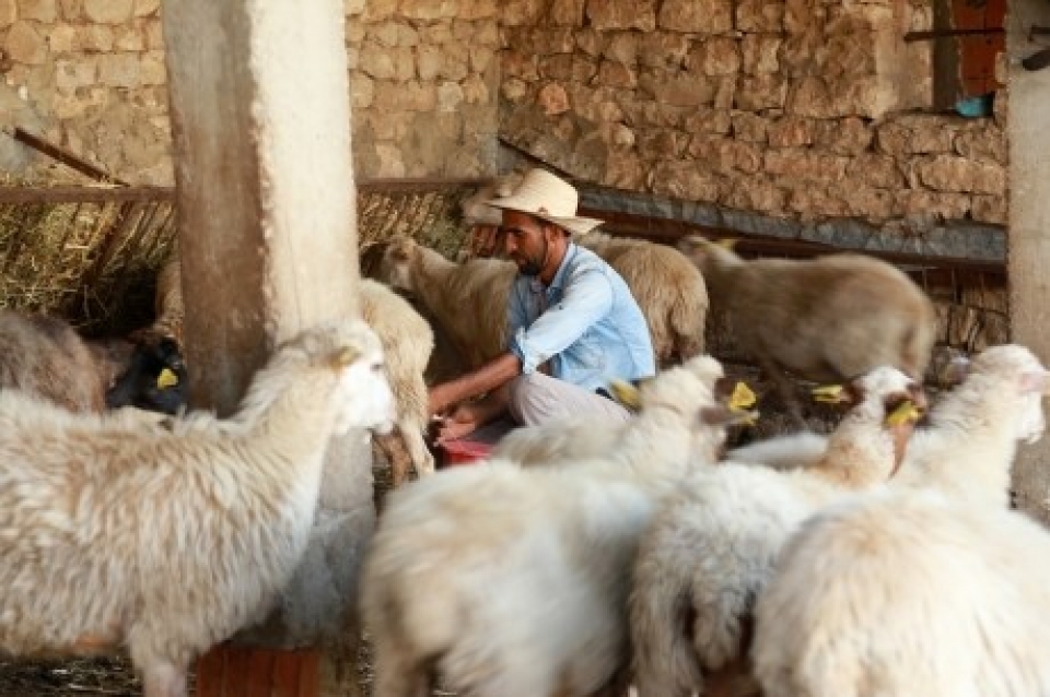 Returning to make rural areas in Tunisia flourish